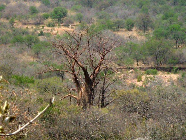 baobab soutpansberg 2